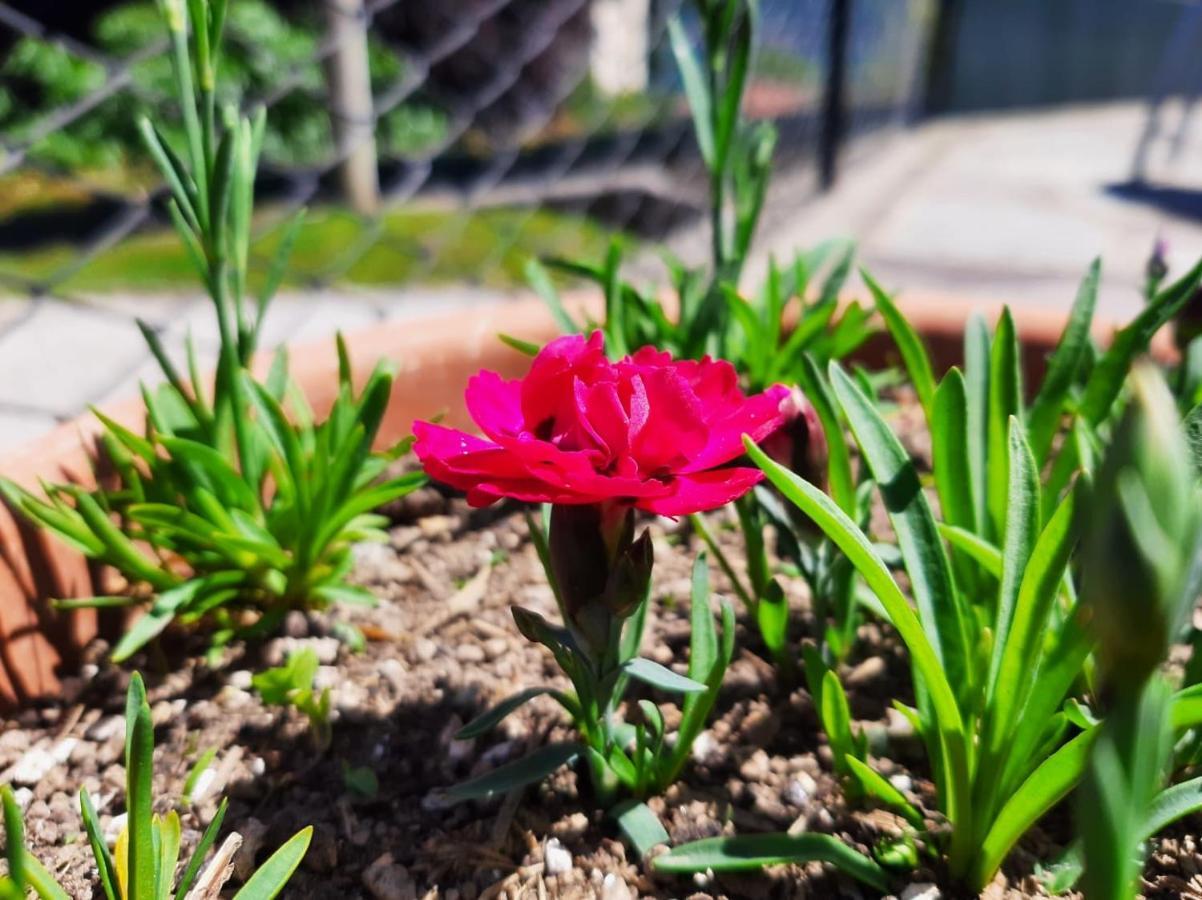 B&B Garzola Ossuccio Dış mekan fotoğraf